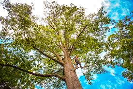 Professional Tree Services in Mccullom Lake, IL