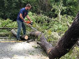 Best Tree and Shrub Care  in Mccullom Lake, IL