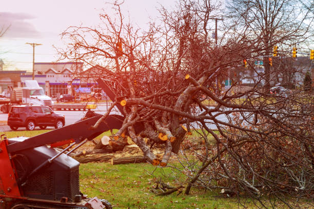 Best Seasonal Cleanup (Spring/Fall)  in Mccullom Lake, IL