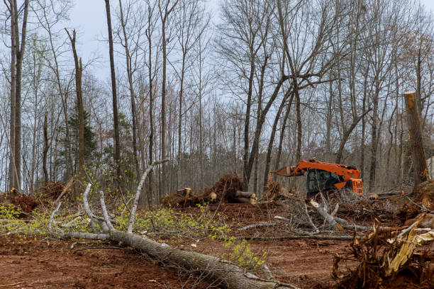  Mccullom Lake, IL Tree Services Pros