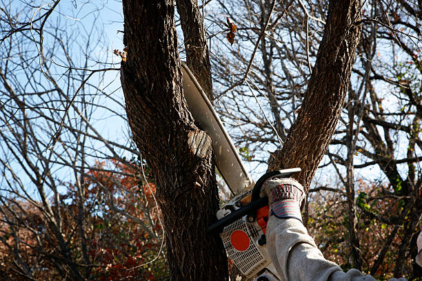 Best Hedge Trimming  in Mccullom Lake, IL