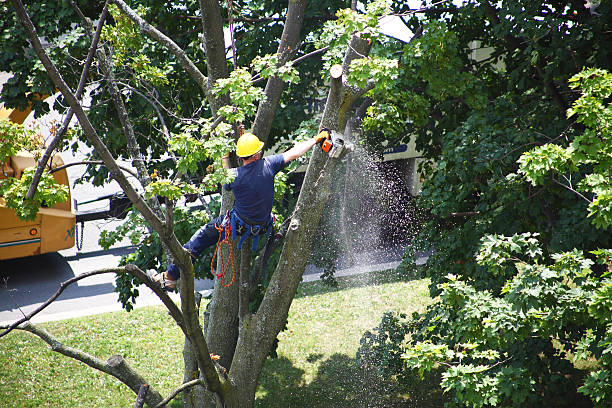 How Our Tree Care Process Works  in  Mccullom Lake, IL