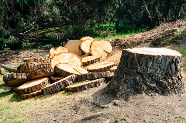 Best Commercial Tree Services  in Mccullom Lake, IL